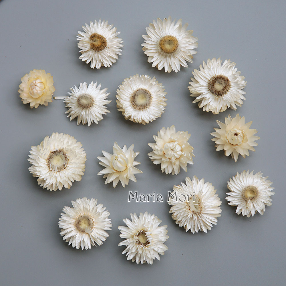 Natural Dried Colorful Chrysan - Baby Products List review and price