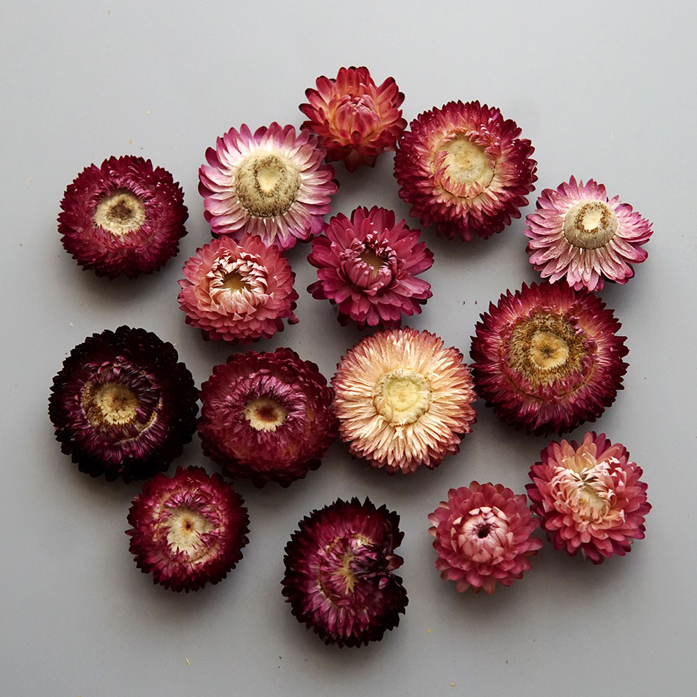 Natural Dried Colorful Chrysan - Baby Products List review and price