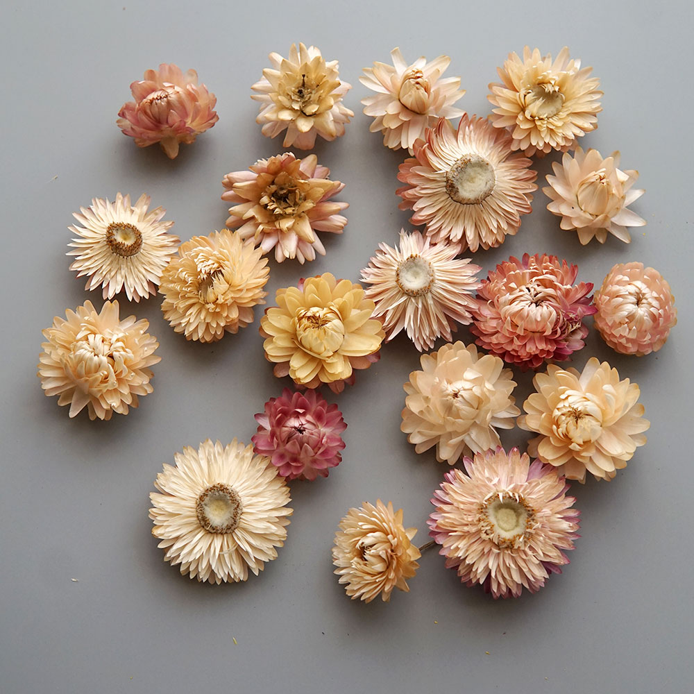 Natural Dried Colorful Chrysan - Baby Products List review and price